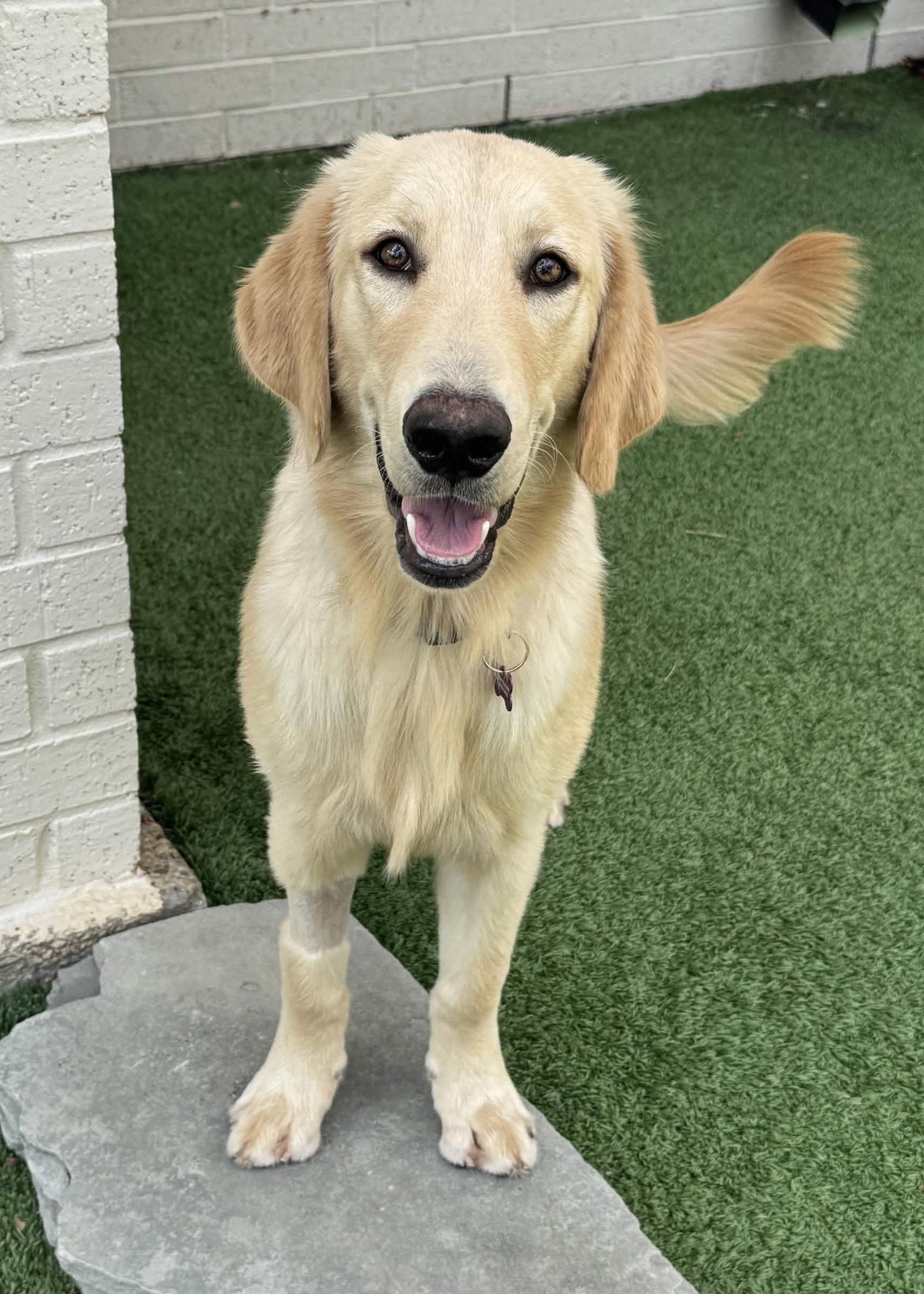 Enlarge Riff, a Adoptable mixed breed in Fort Worth, TX image 2/3