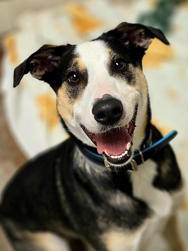 Thor, a Adoptable mixed breed in Monterey, CA image 1/4