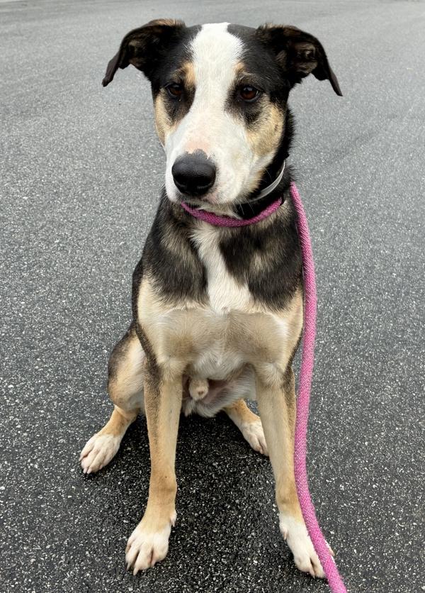 Thor, a Adoptable mixed breed in Monterey, CA image 2/4