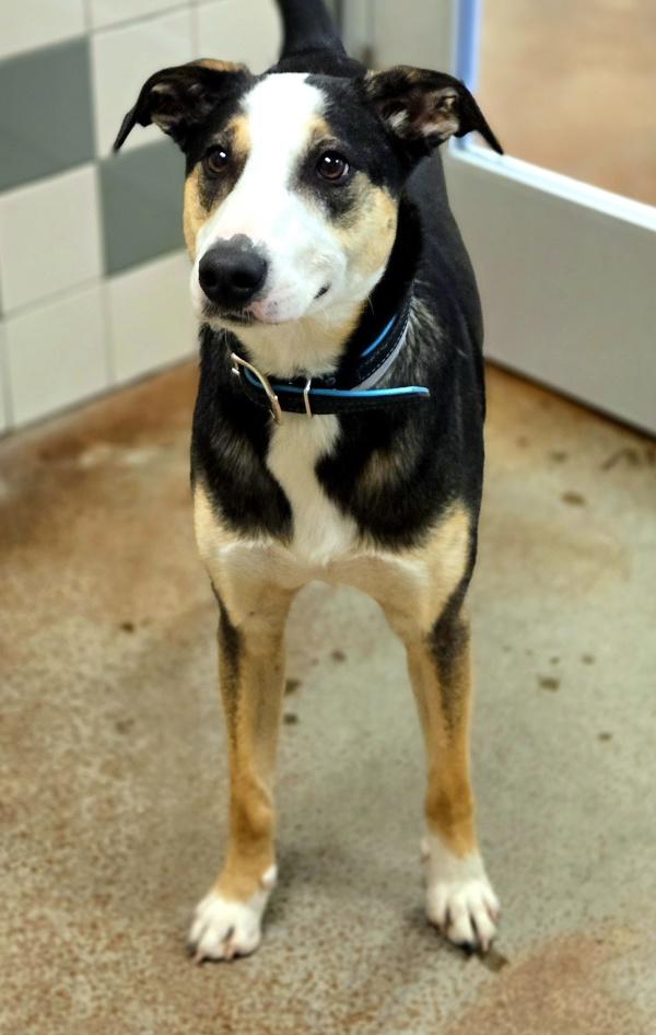 Thor, a Adoptable mixed breed in Monterey, CA image 4/4