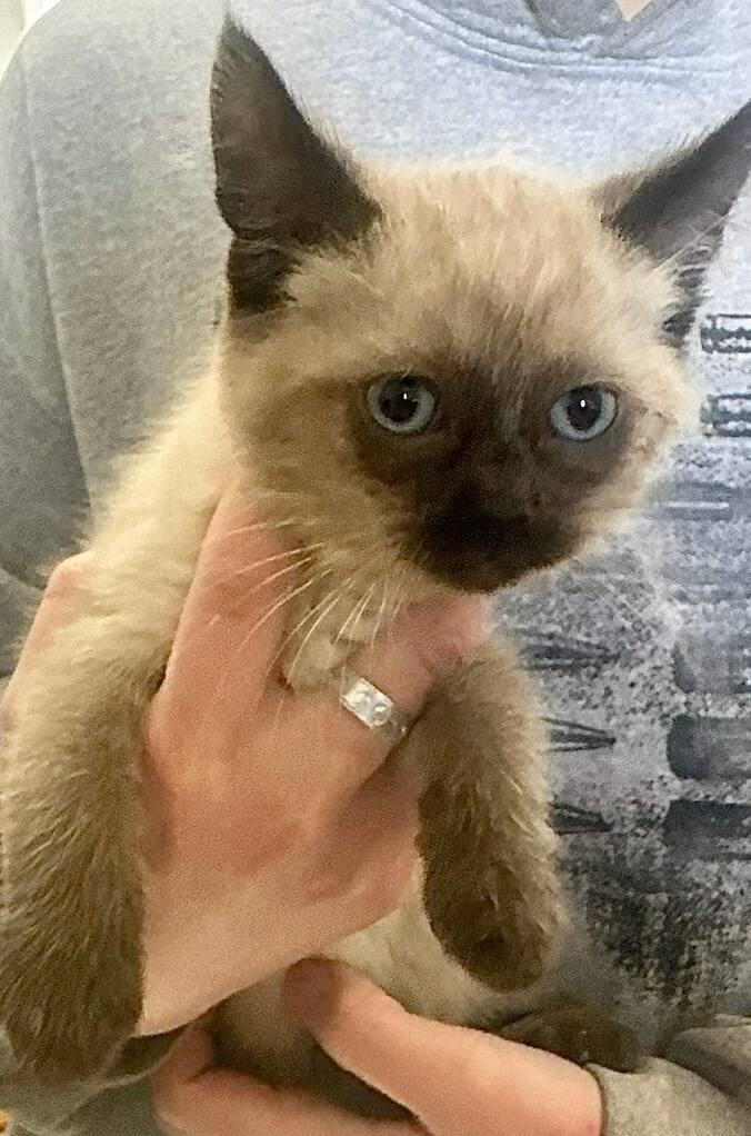 Enlarge Siamese Kittens Litter, an adopted Siamese in Polson, MT image 3/4