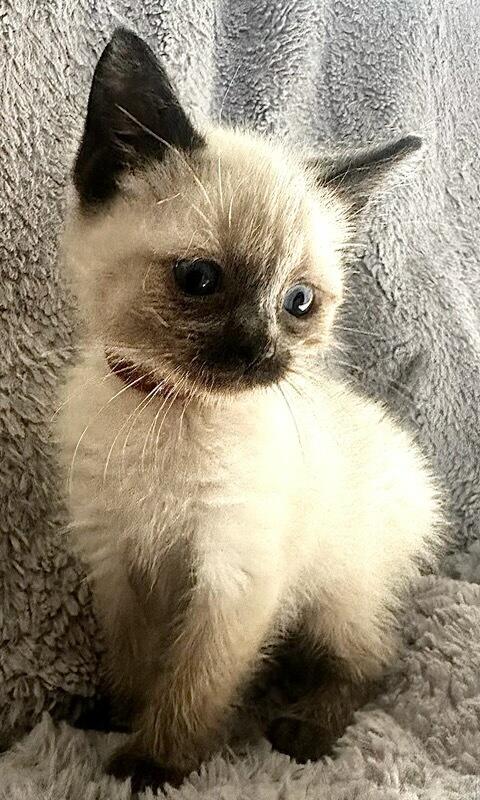 Siamese Kittens Litter, adopted, Kitten Male Siamese.