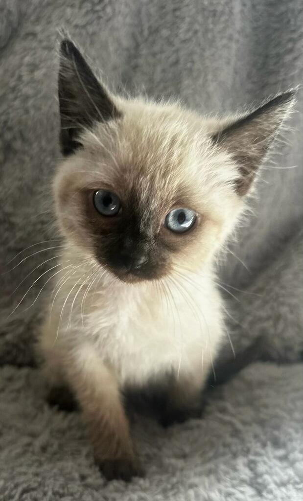 Enlarge Siamese Kittens Litter, an adopted Siamese in Polson, MT image 2/4