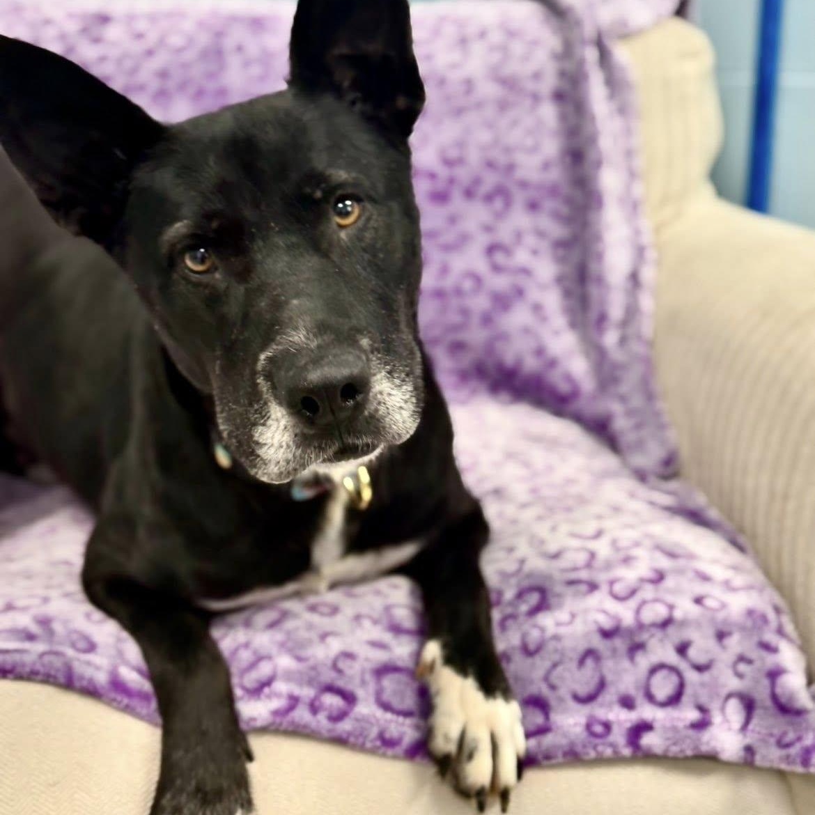 Enlarge Xena, a ADOPTABLE mixed breed in Pearisburg, VA image 2/2