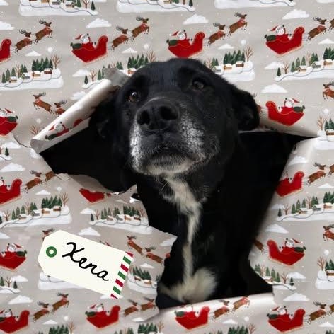 Enlarge Xena, a ADOPTABLE mixed breed in Pearisburg, VA image 1/2