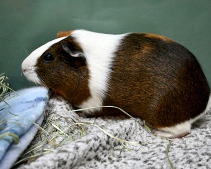Snowdrop, Adoptable, Adult Female Guinea Pig.