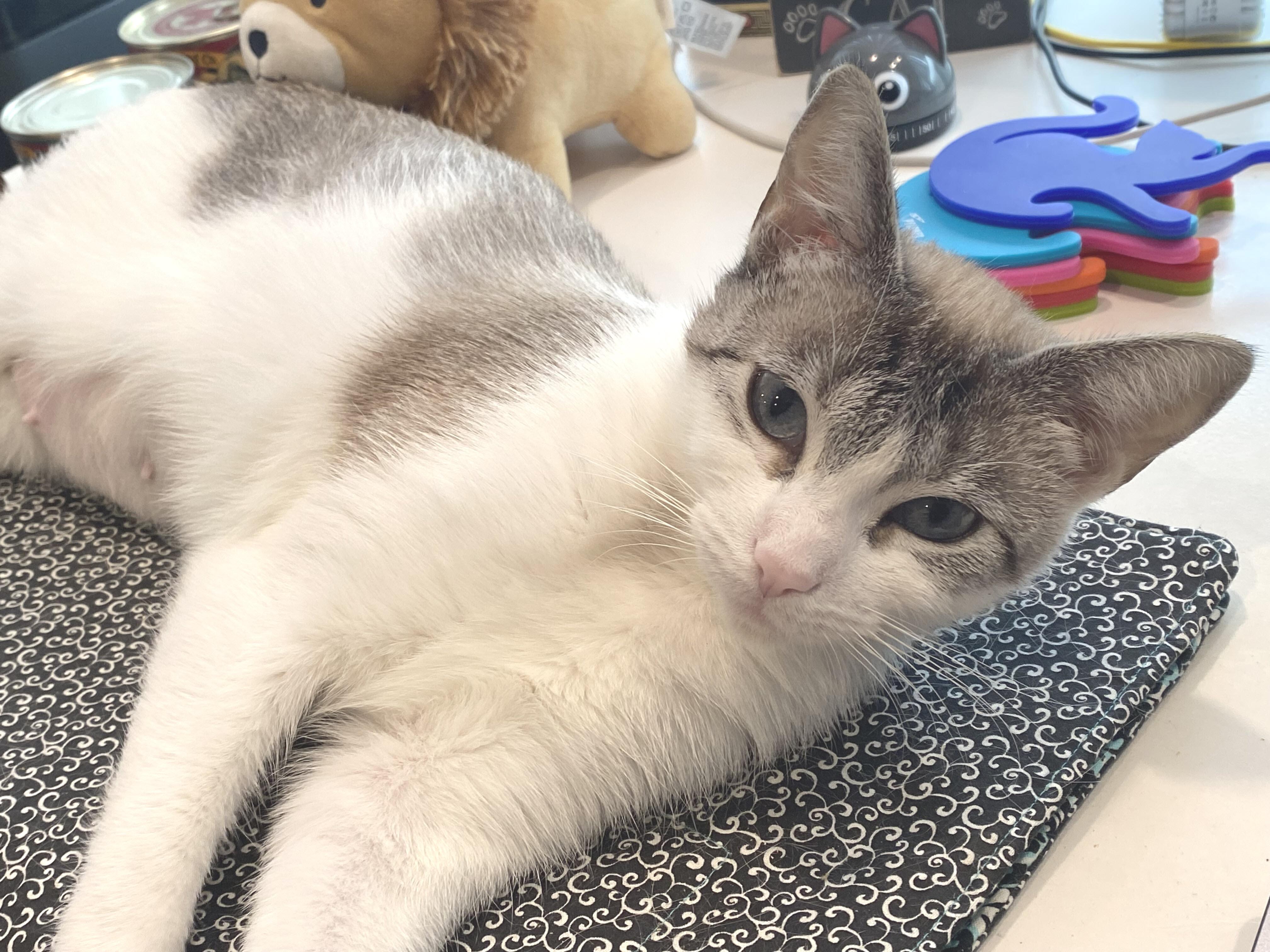 Enlarge Sally, a Adoptable Domestic Short Hair in South San Francisco, CA image 3/6