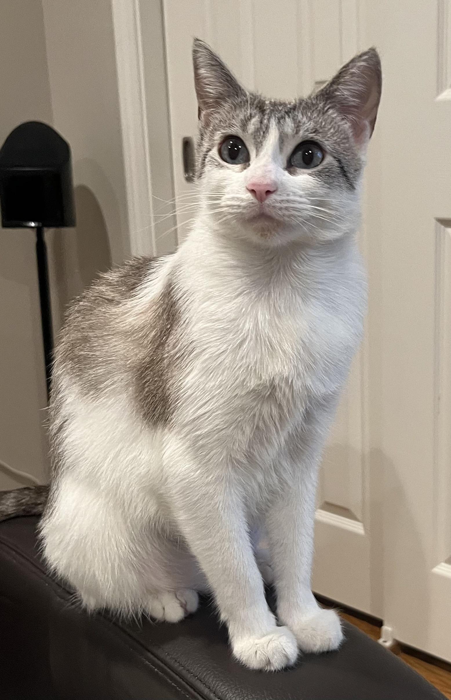 Enlarge Sally, a Adoptable Domestic Short Hair in South San Francisco, CA image 4/6