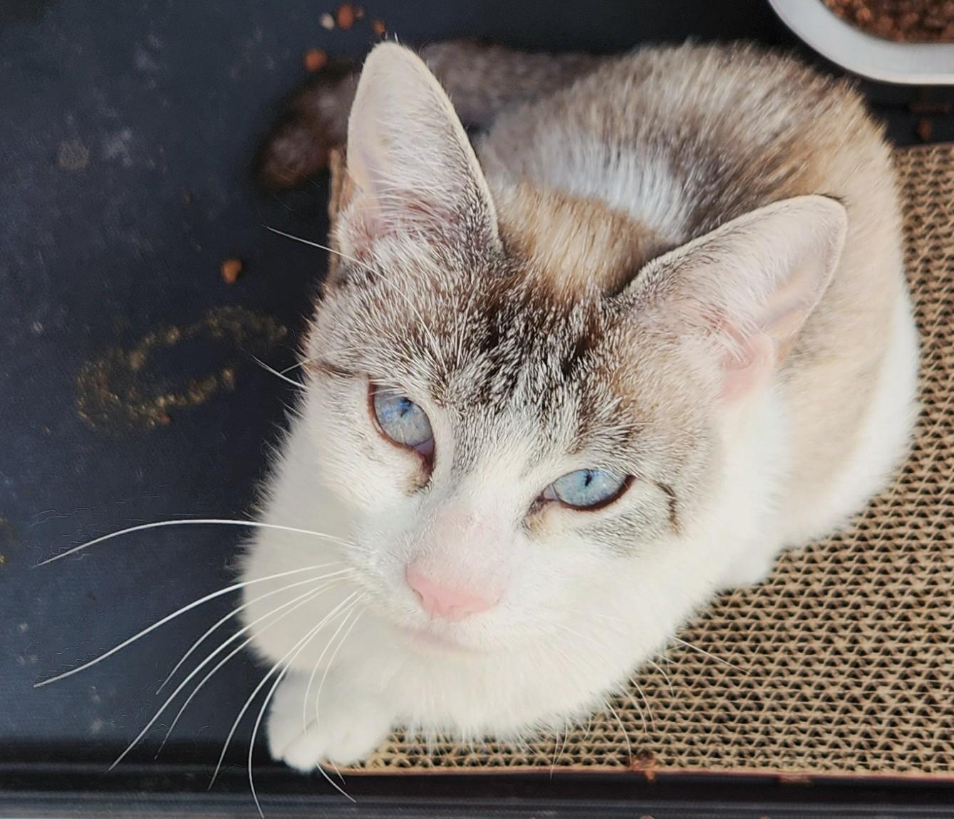Sally, Adoptable, Young Female Domestic Short Hair.