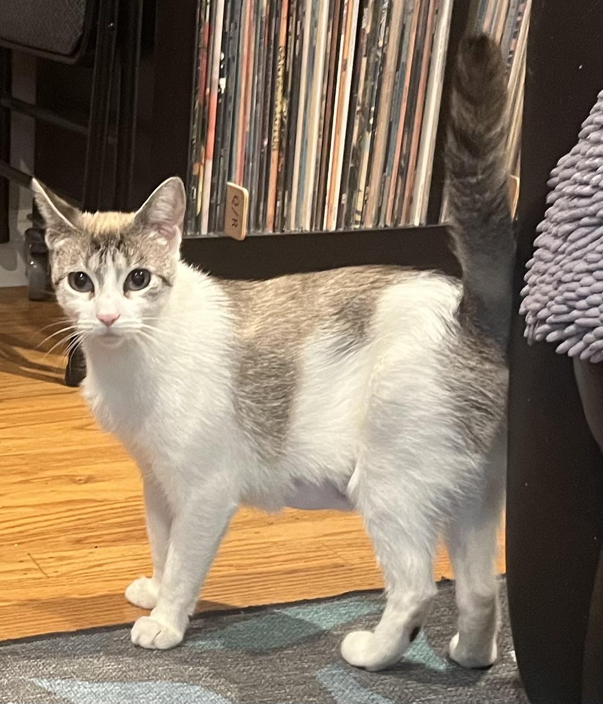 Enlarge Sally, a Adoptable Domestic Short Hair in South San Francisco, CA image 5/6