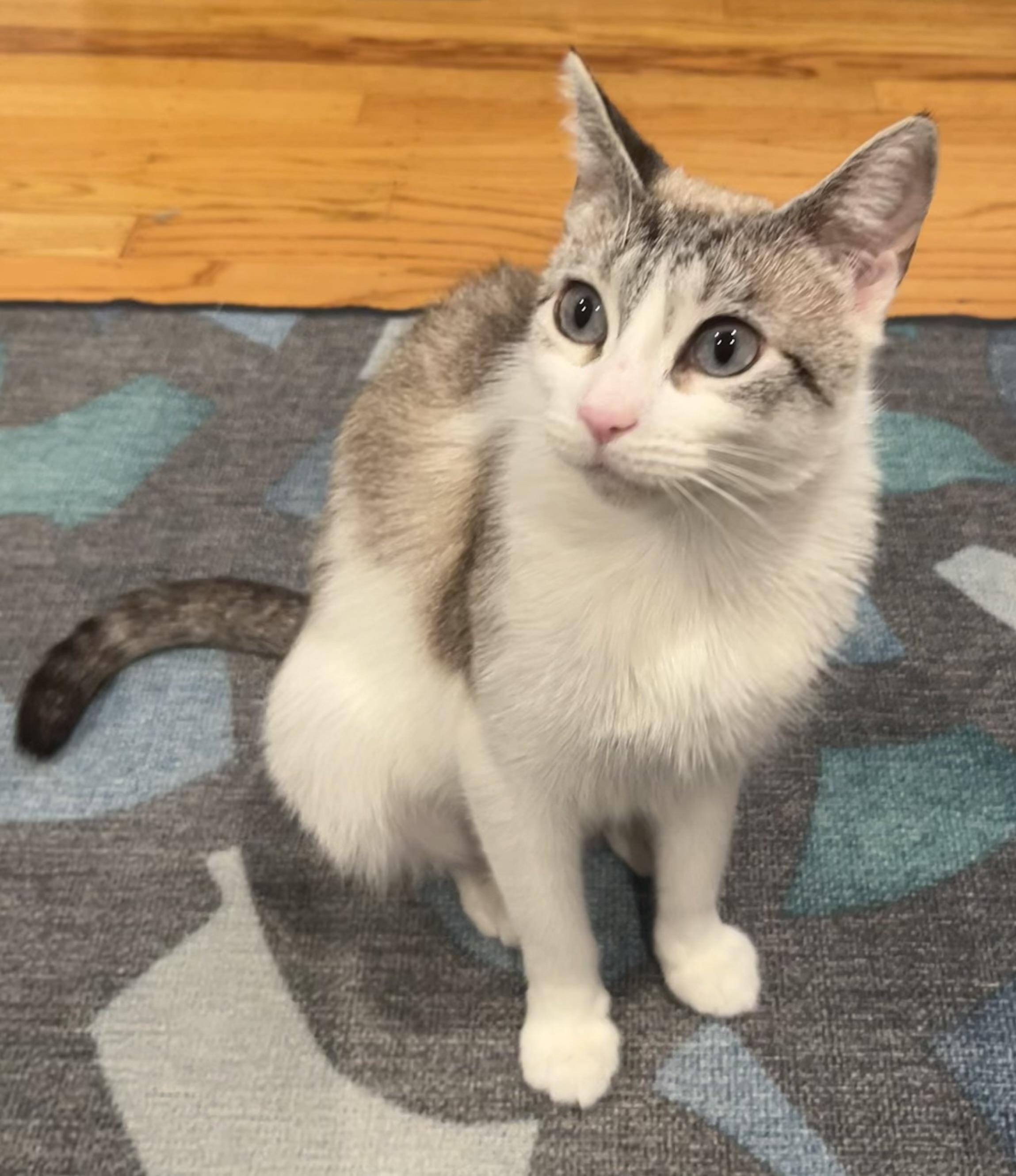 Enlarge Sally, a Adoptable Domestic Short Hair in South San Francisco, CA image 2/6