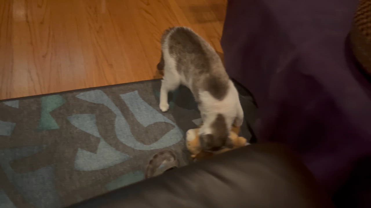 Enlarge Sally, a Adoptable Domestic Short Hair in South San Francisco, CA video 6/6