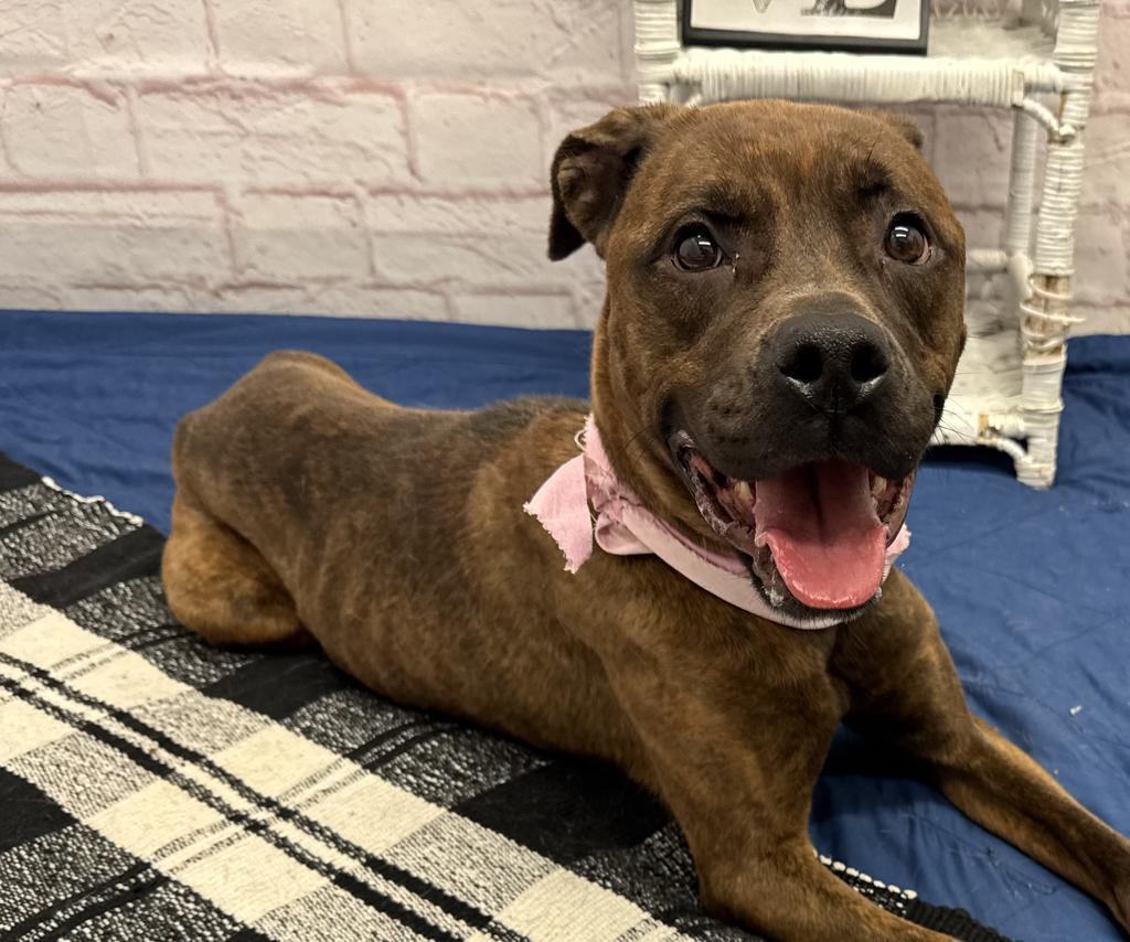 Enlarge Peaches, a Adoptable mixed breed in Detroit, MI image 1/6