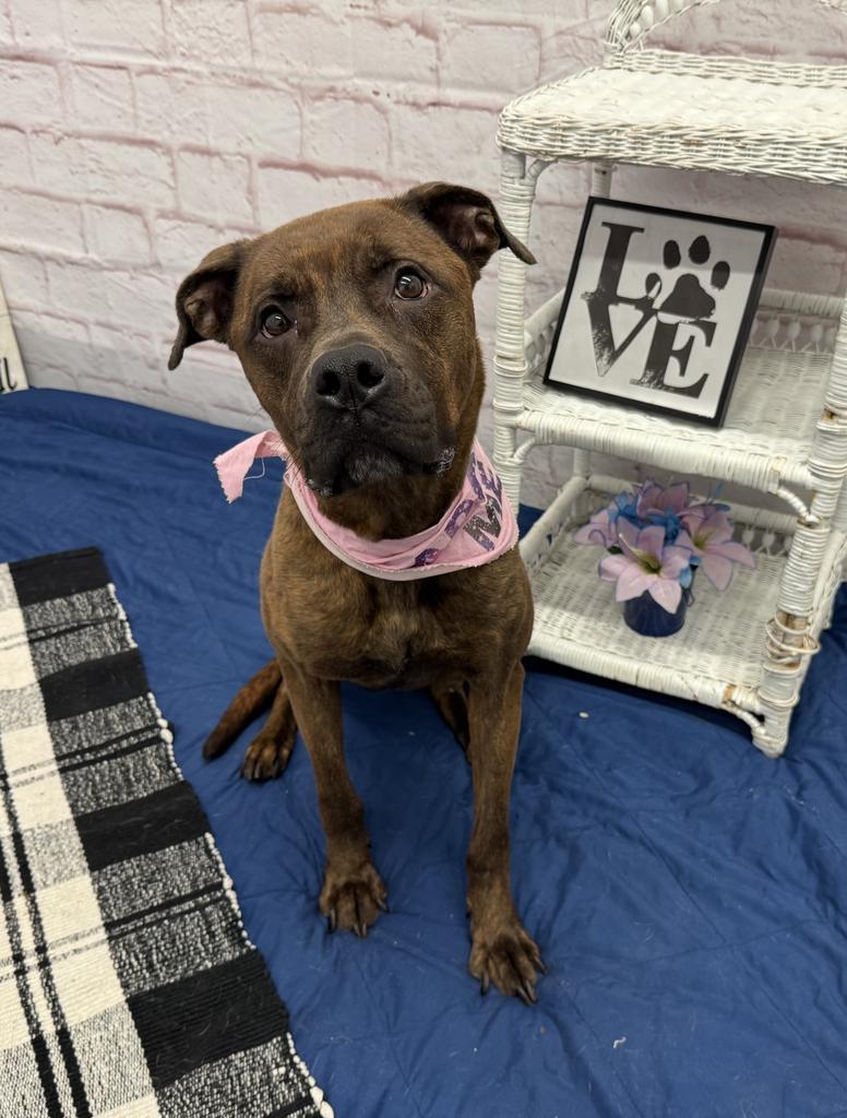 Enlarge Peaches, a Adoptable mixed breed in Detroit, MI image 2/6