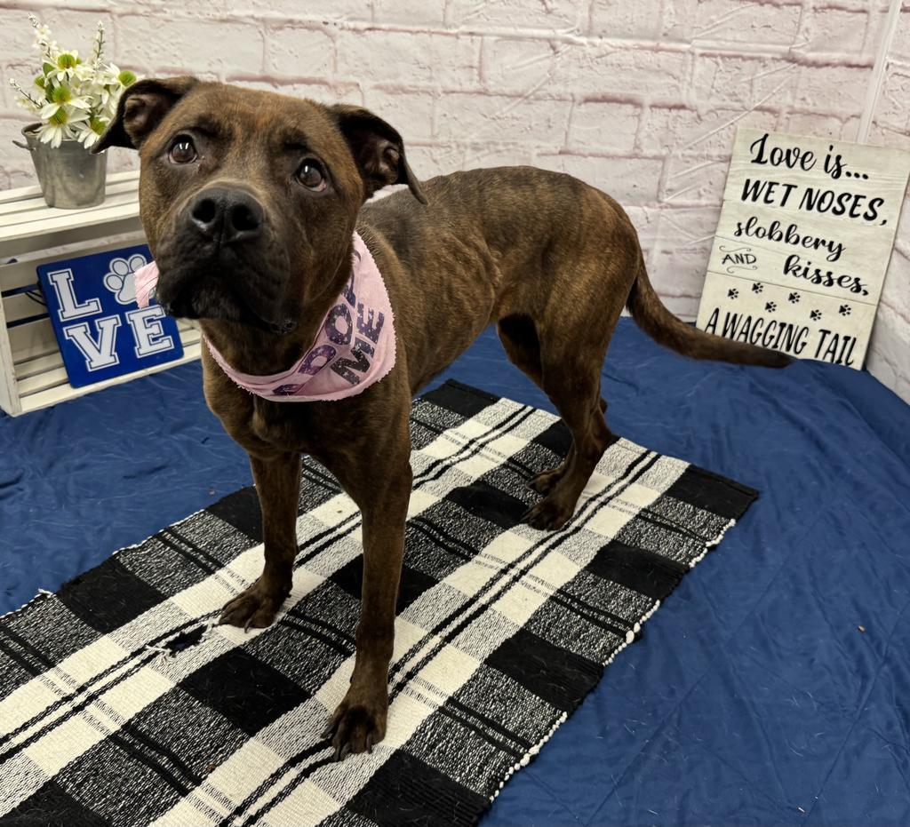 Enlarge Peaches, a Adoptable mixed breed in Detroit, MI image 3/6