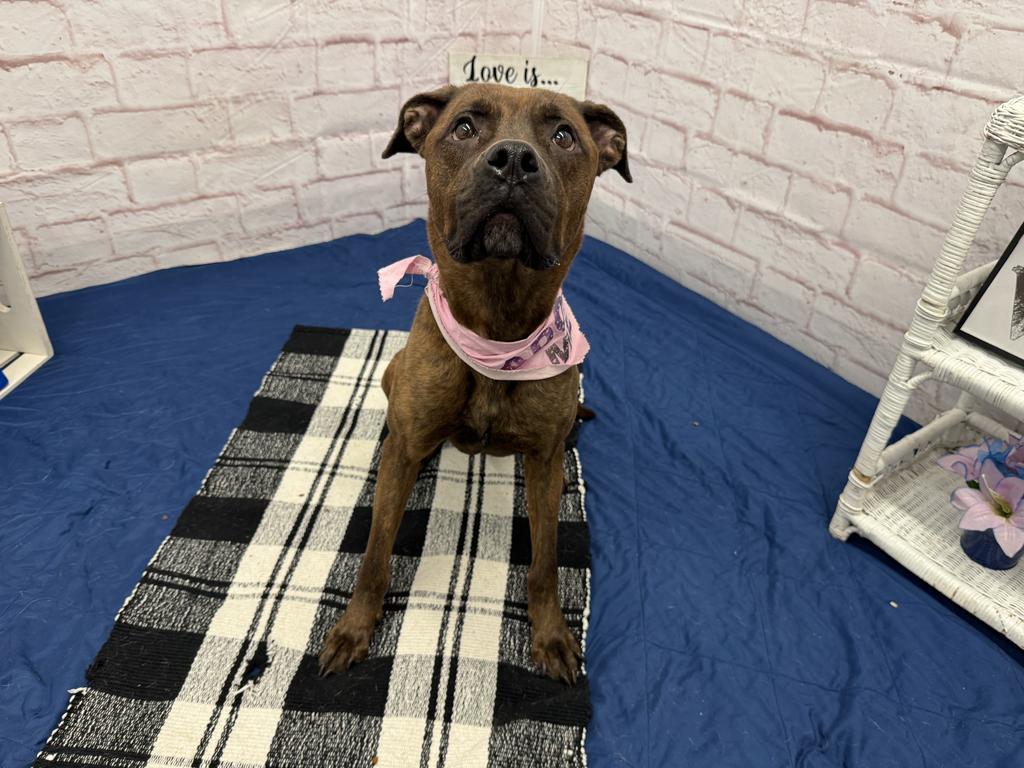 Enlarge Peaches, a Adoptable mixed breed in Detroit, MI image 4/6