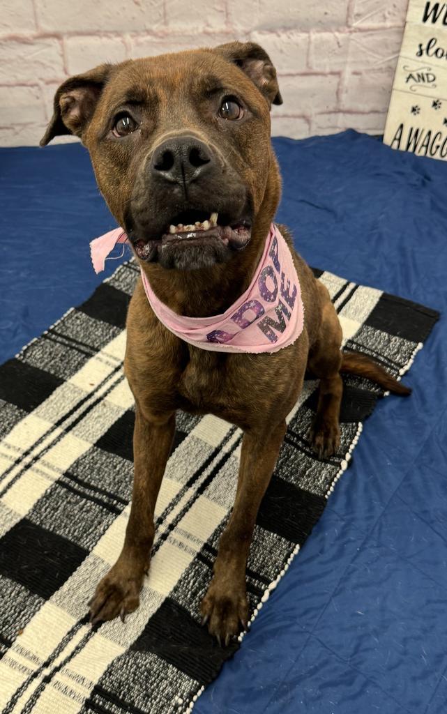 Enlarge Peaches, a Adoptable mixed breed in Detroit, MI image 5/6