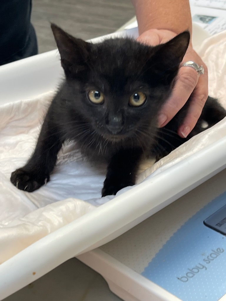 Cat for adoption Bruce, a Domestic Short Hair in Winnsboro, SC
