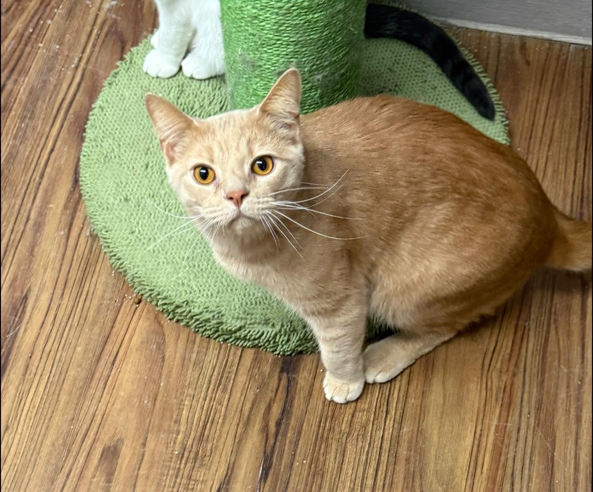 Cheeto