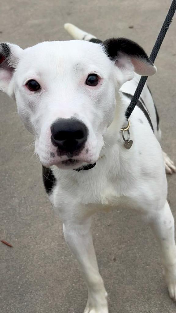 Enlarge SKITTLES, a Adoptable mixed breed in Rome, GA image 1/2