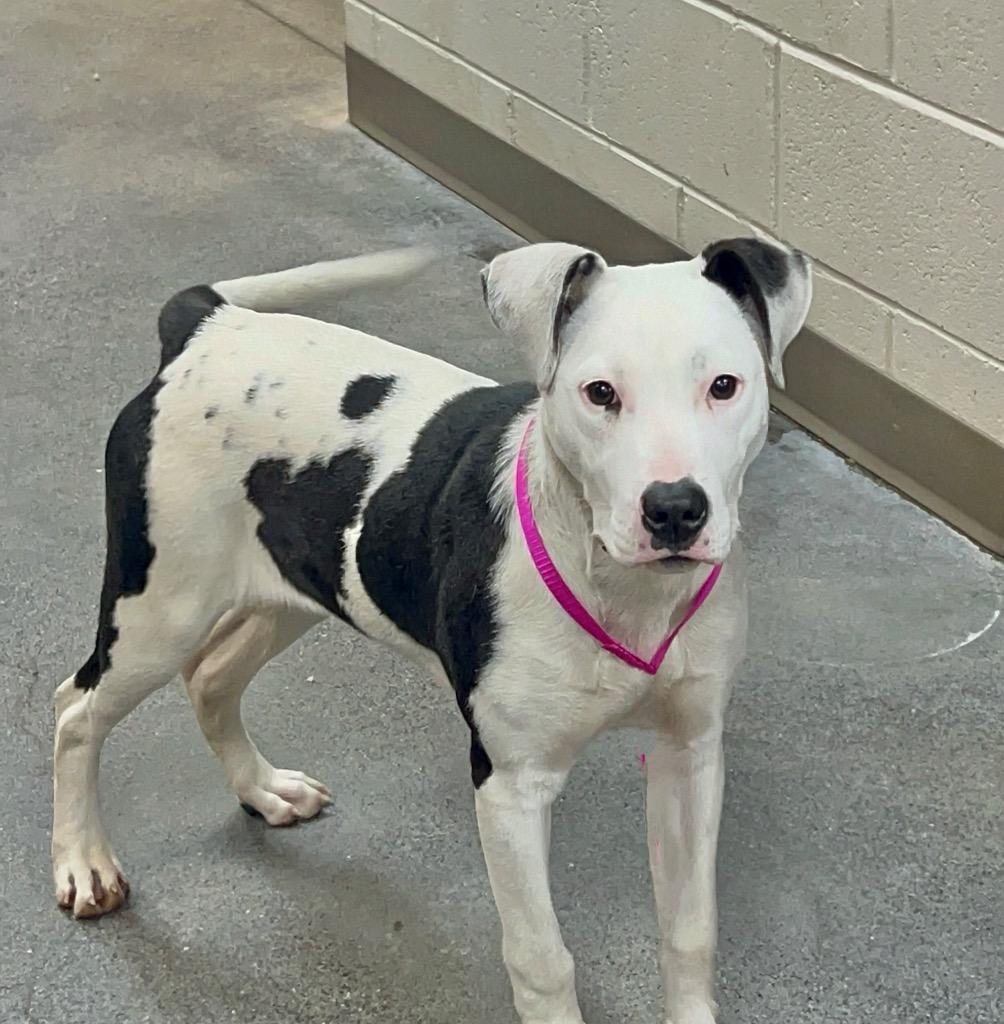 Enlarge SKITTLES, a Adoptable mixed breed in Rome, GA image 2/2