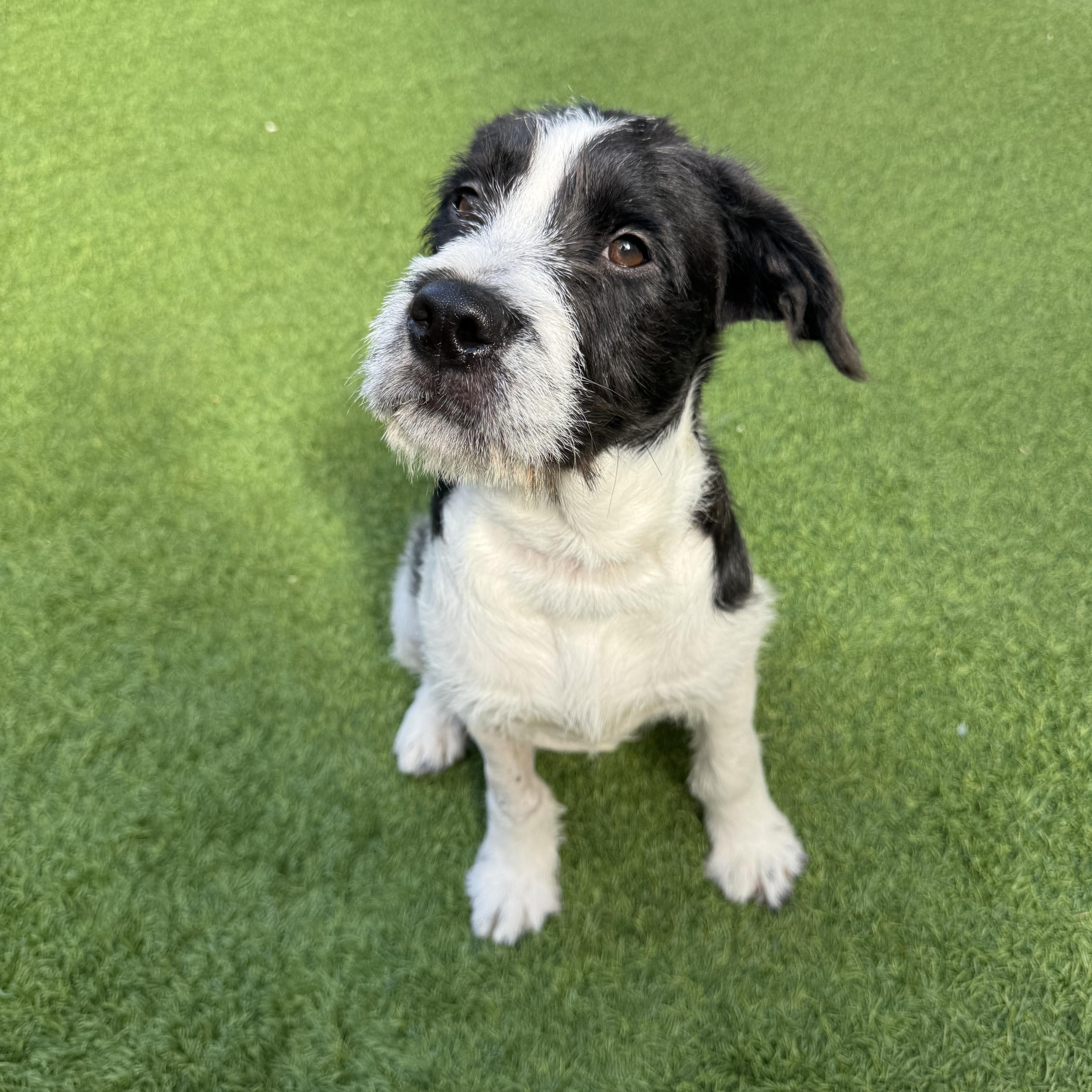 Sandy, a ADOPTABLE mixed breed in Henderson, NV image 2/3