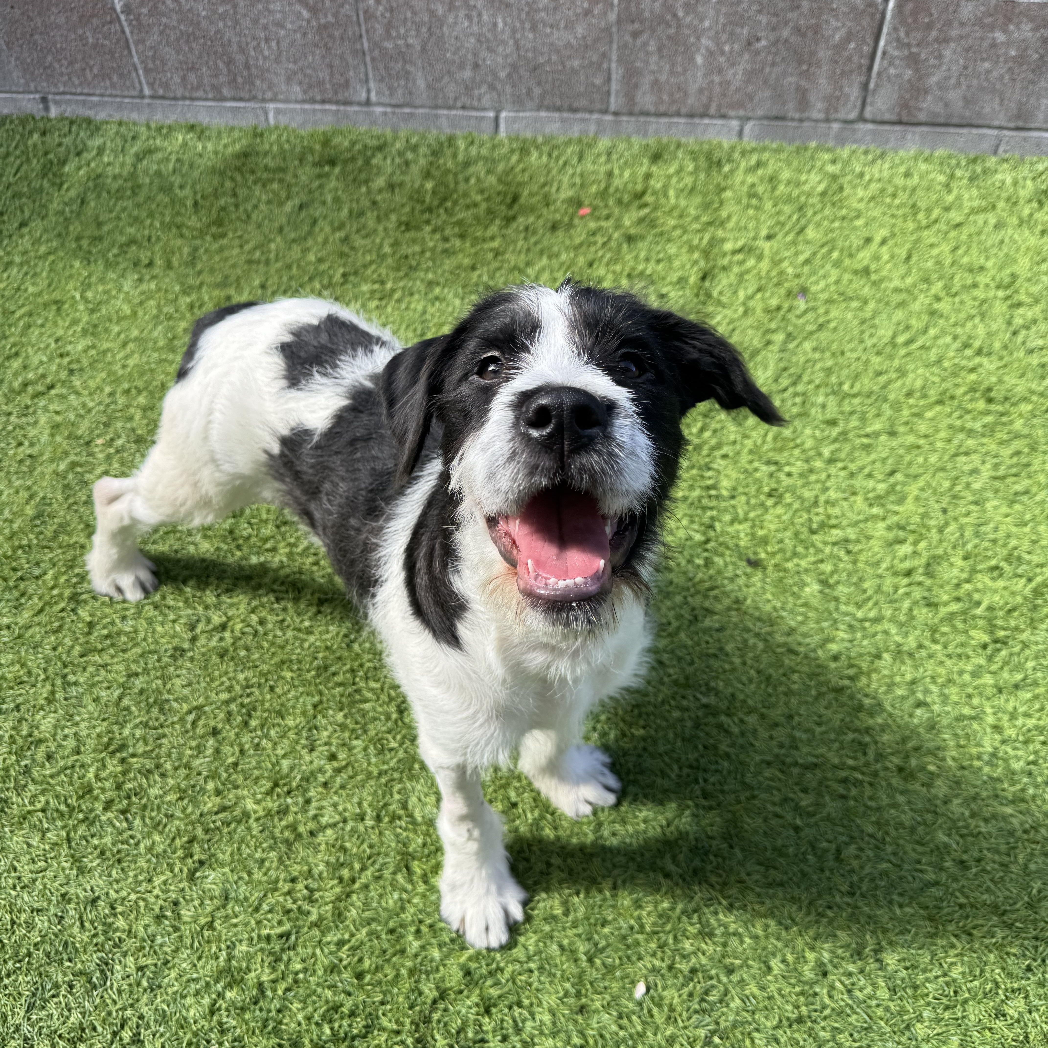 Sandy, a ADOPTABLE mixed breed in Henderson, NV image 3/3
