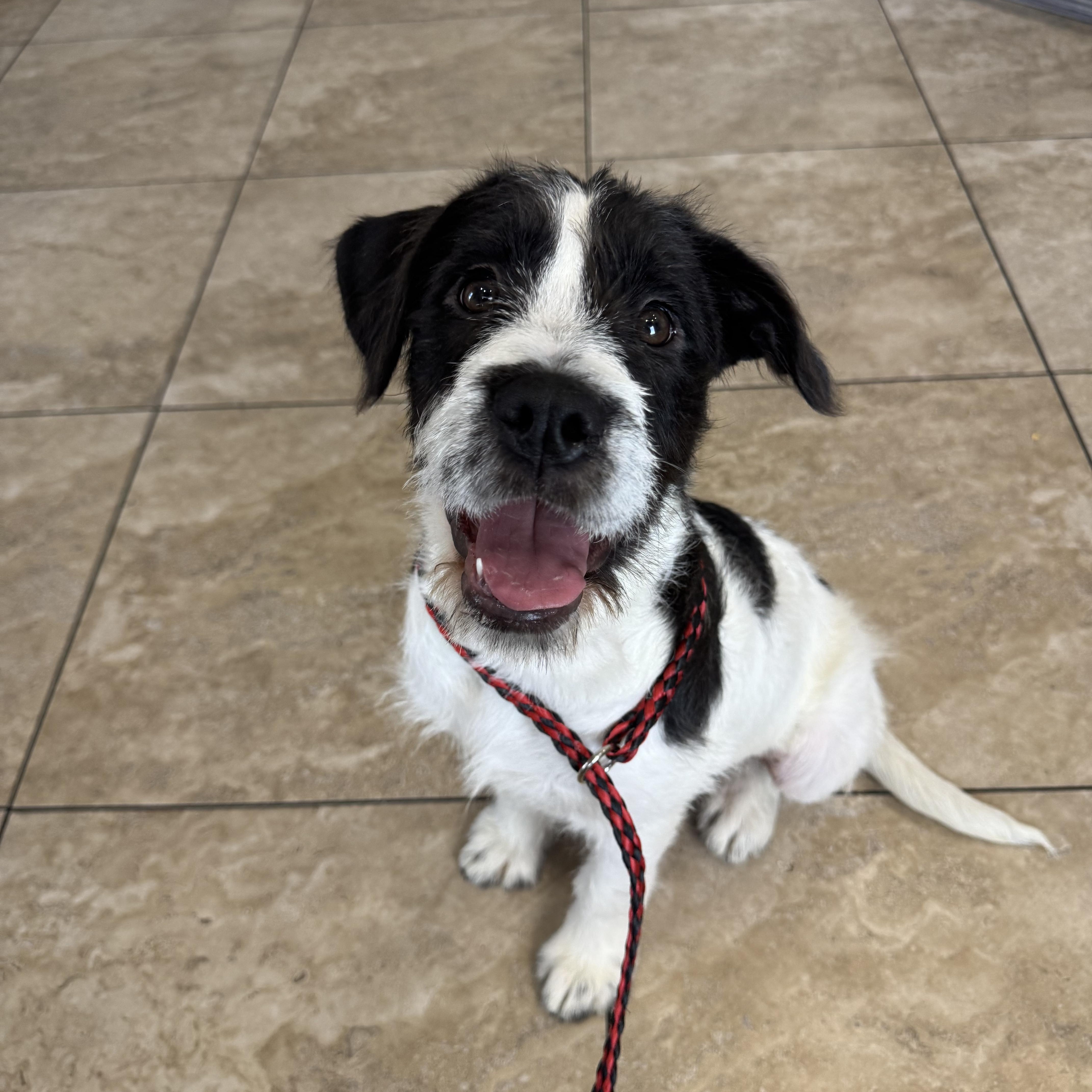 Sandy, a ADOPTABLE mixed breed in Henderson, NV image 1/3