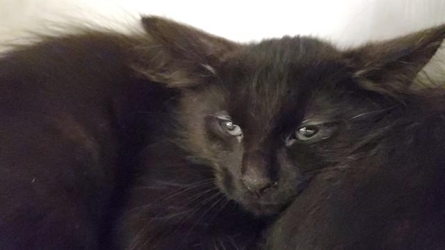 Enlarge TAMARIND, a Adoptable Domestic Medium Hair in Aurora, IL image 1/1