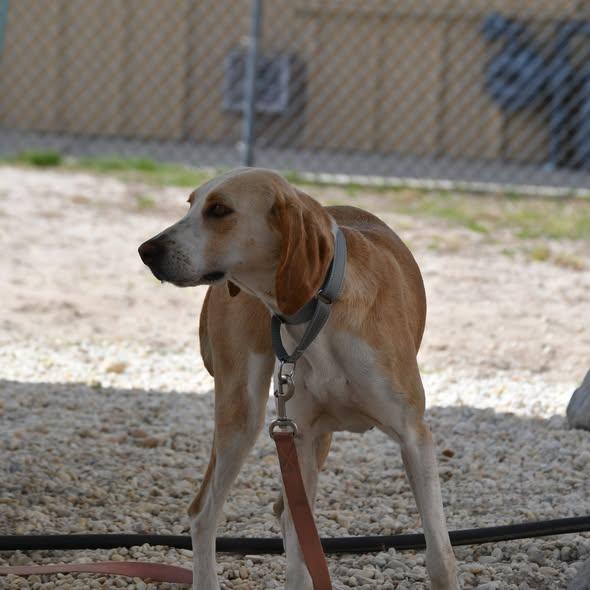 Thumper, an adopted mixed breed in Defuniak Springs, FL image 3/3