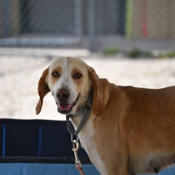 Thumper, an adopted mixed breed in Defuniak Springs, FL image 1/3