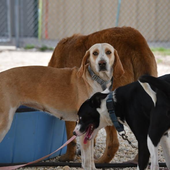Thumper, an adopted mixed breed in Defuniak Springs, FL image 2/3