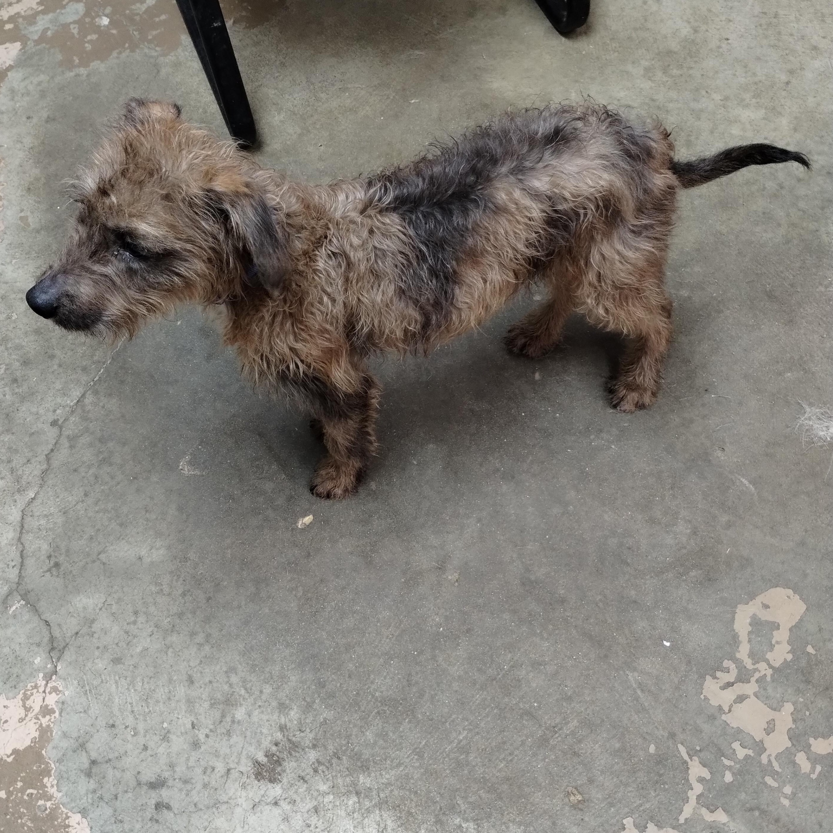 Enlarge 25-165 Available 10-30-25, a Adopted mixed breed in Carrollton, OH image 3/3