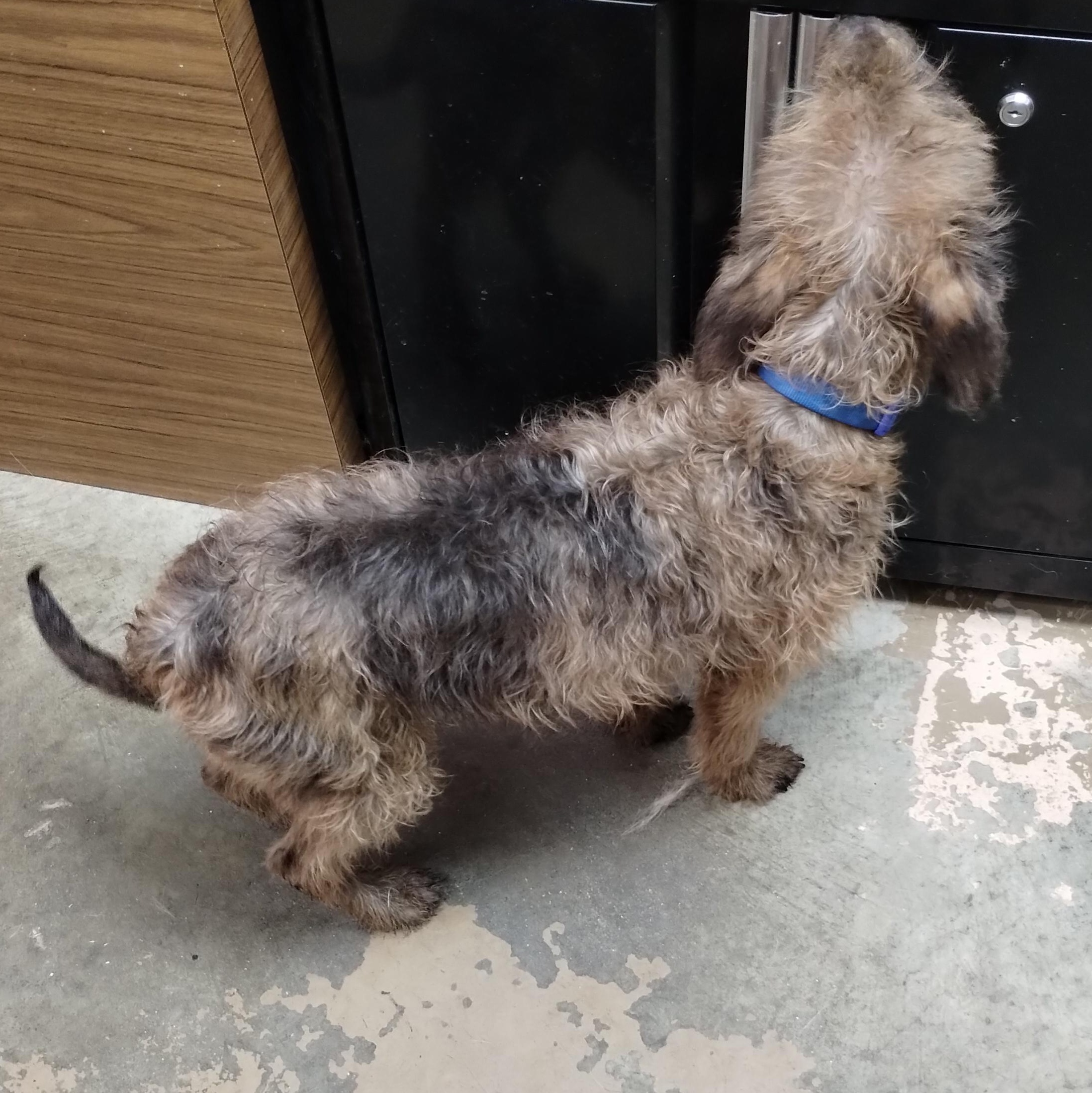 Enlarge 25-165 Available 10-30-25, a Adopted mixed breed in Carrollton, OH image 2/3