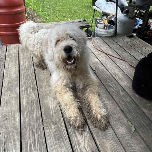 Komondor Great Pyrenees Mix thumbnail 2