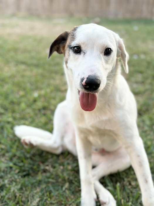 Enlarge Lucas, a ADOPTABLE mixed breed in Boise, ID image 1/1