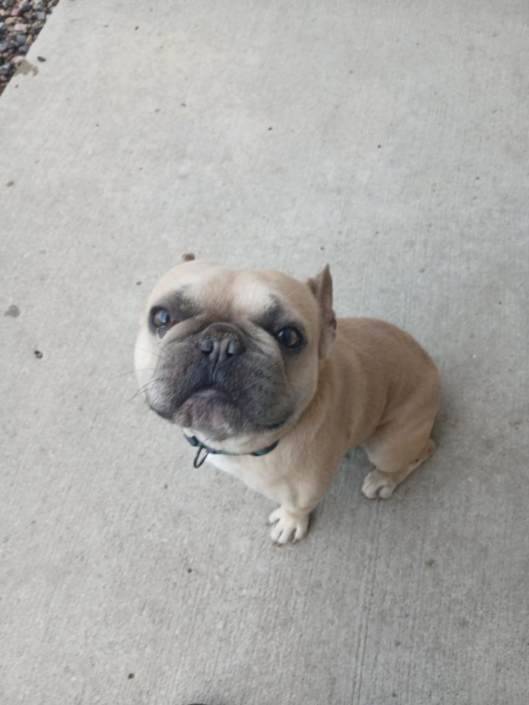 Versace, Adoptable, Puppy Male French Bulldog.