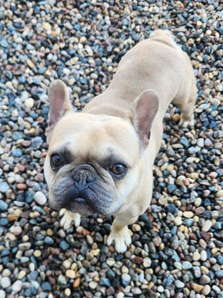 Enlarge Versace, a Adoptable French Bulldog in Grand Forks, ND image 2/3