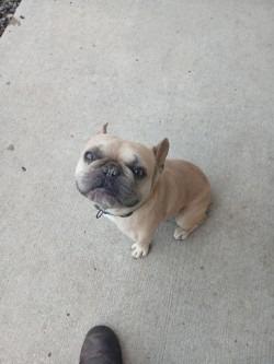 Enlarge Versace, a Adoptable French Bulldog in Grand Forks, ND image 3/3