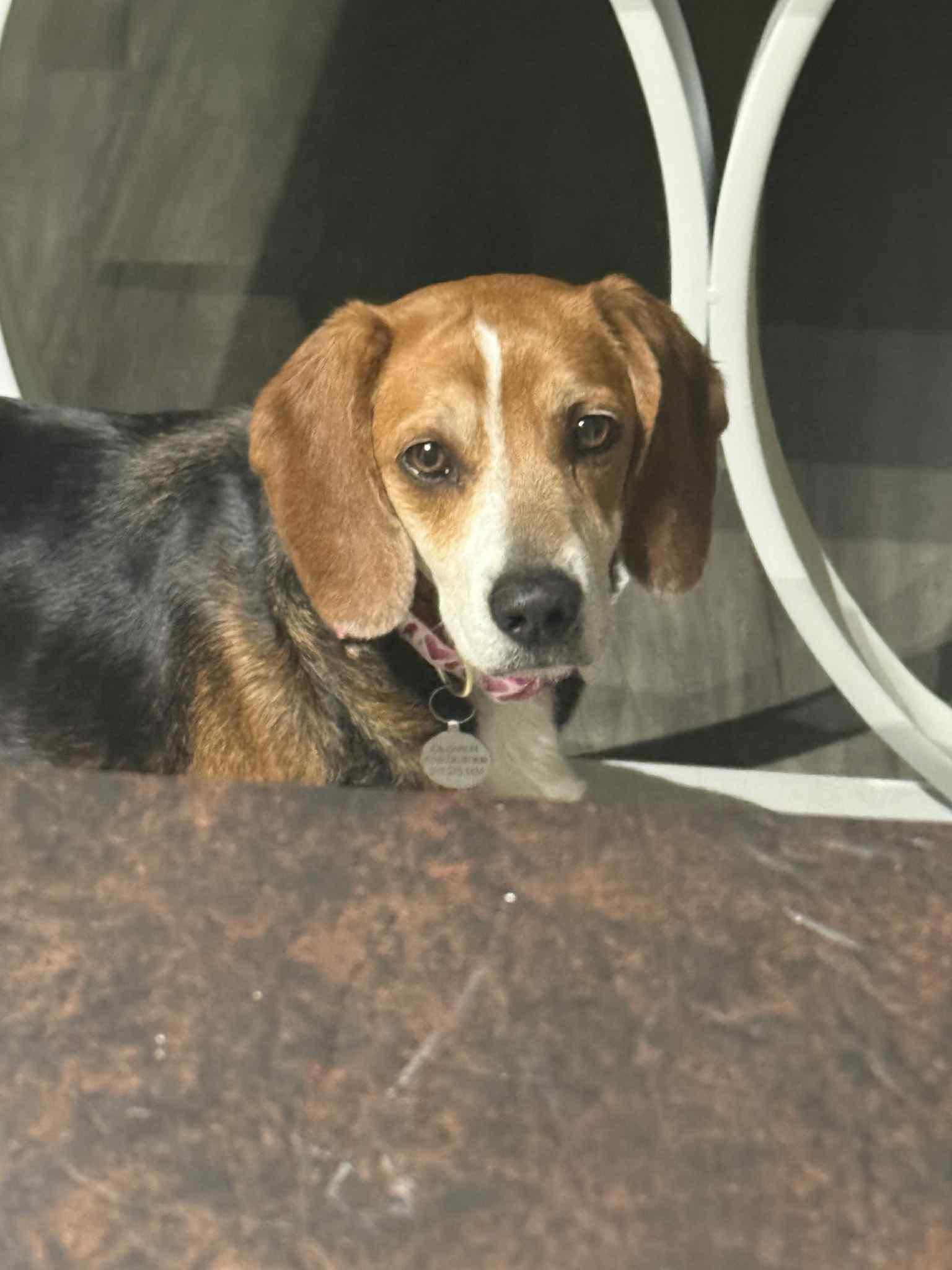 Sadie, an adoptable Beagle in Indianapolis, IN image 5/5