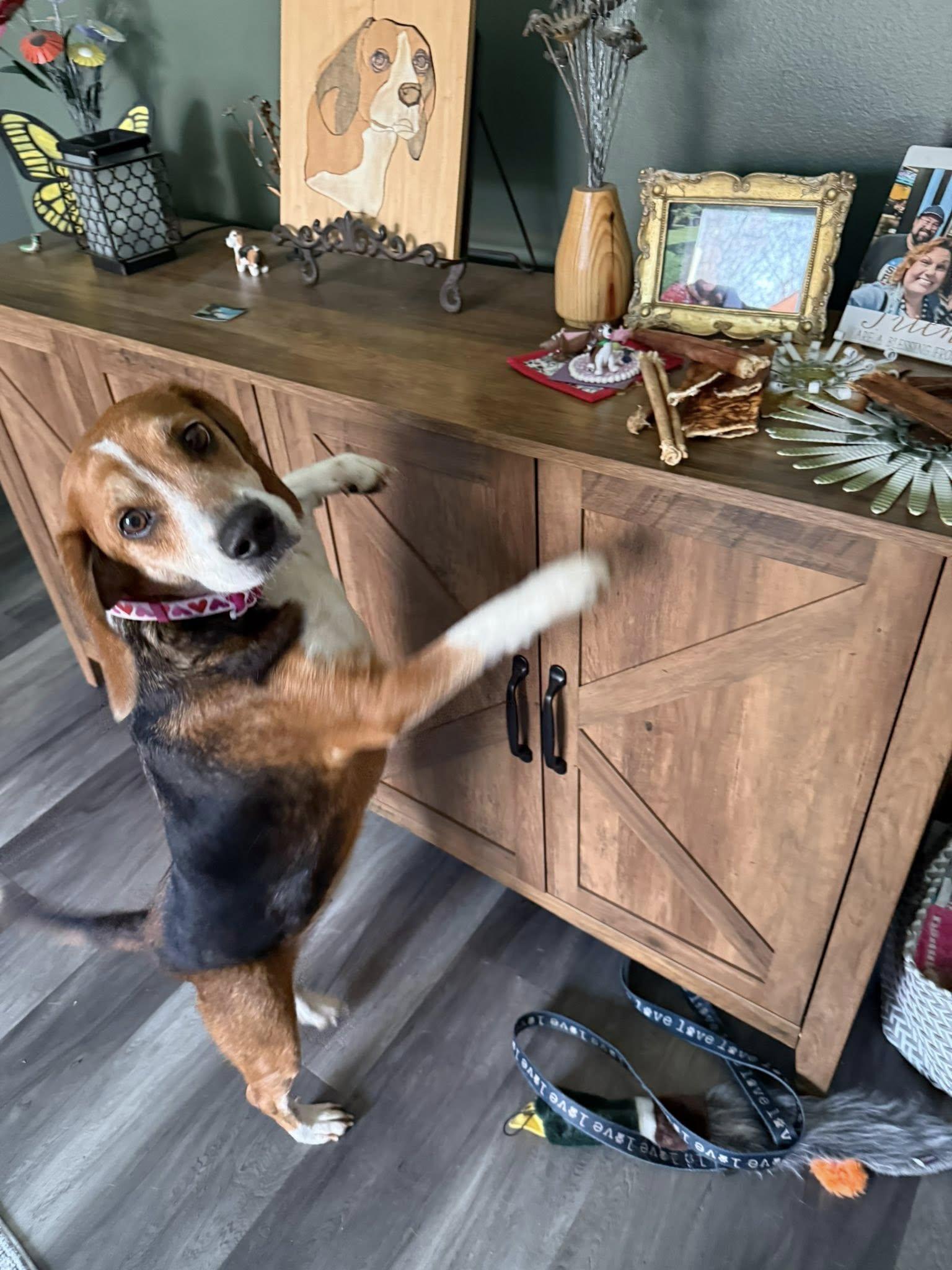 Sadie, an adoptable Beagle in Indianapolis, IN image 3/5
