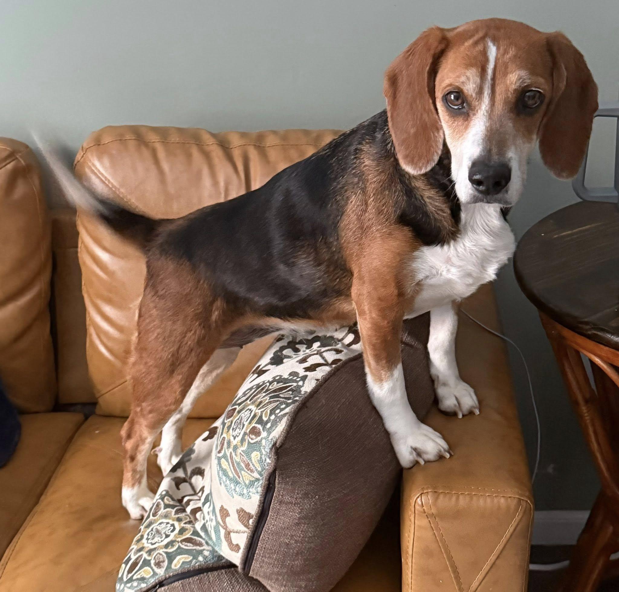 Sadie, an adoptable Beagle in Indianapolis, IN image 1/5