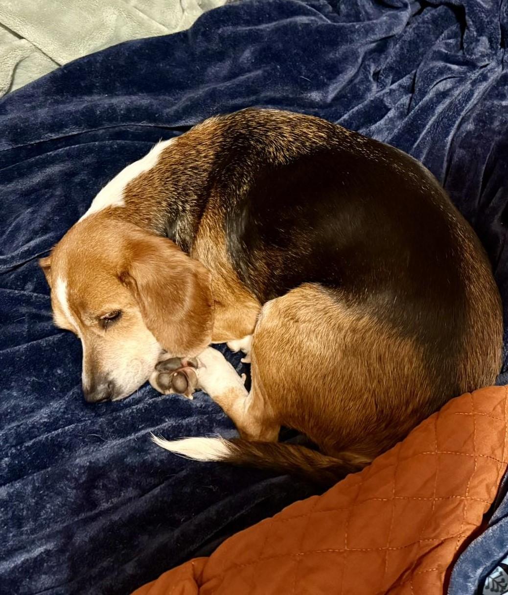 Sadie, an adoptable Beagle in Indianapolis, IN image 4/5