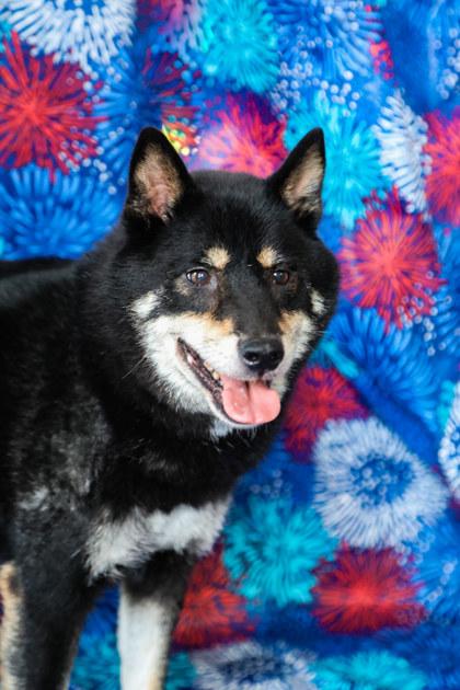Enlarge Hoshi, a Adoptable Shiba Inu in Dothan, AL image 1/1