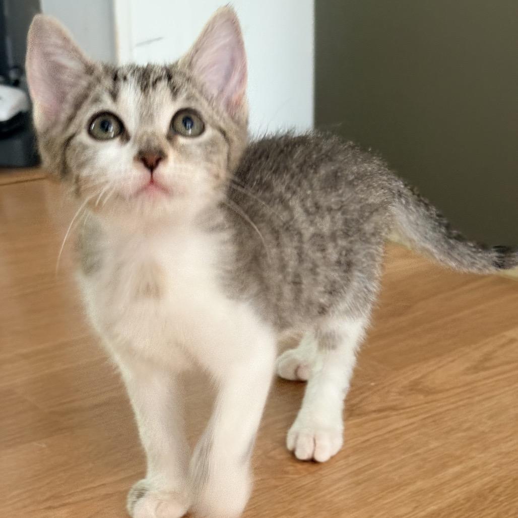 Enlarge Mazda Miata, a Adoptable Domestic Short Hair in Bel Air, MD image 1/2