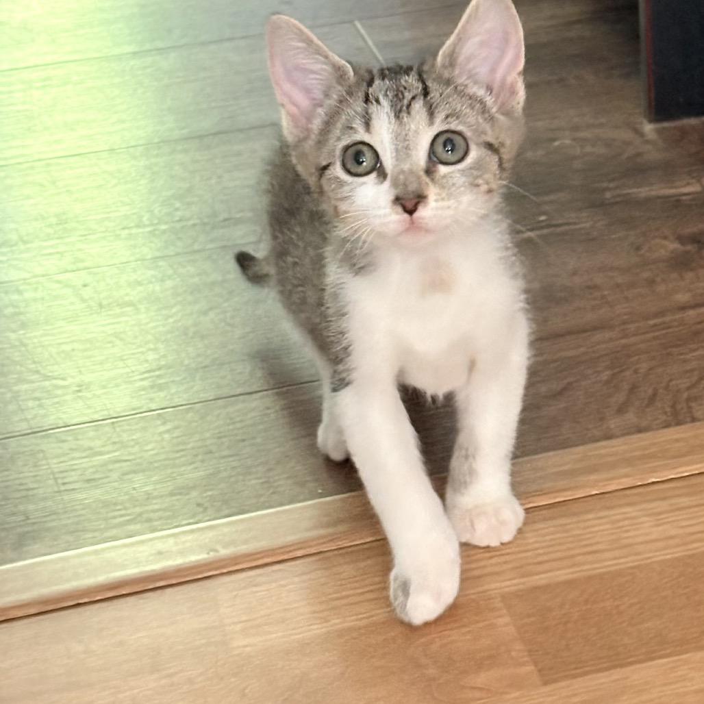 Enlarge Mazda Miata, a Adoptable Domestic Short Hair in Bel Air, MD image 2/2