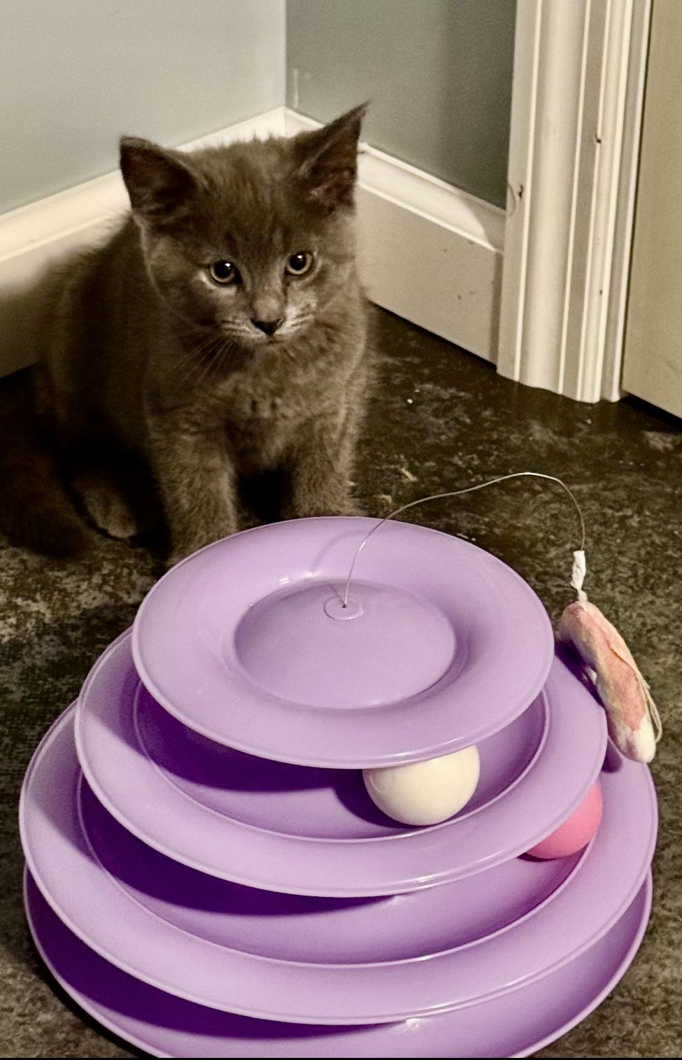 Macaroni, Adopted, Kitten Male Russian Blue.