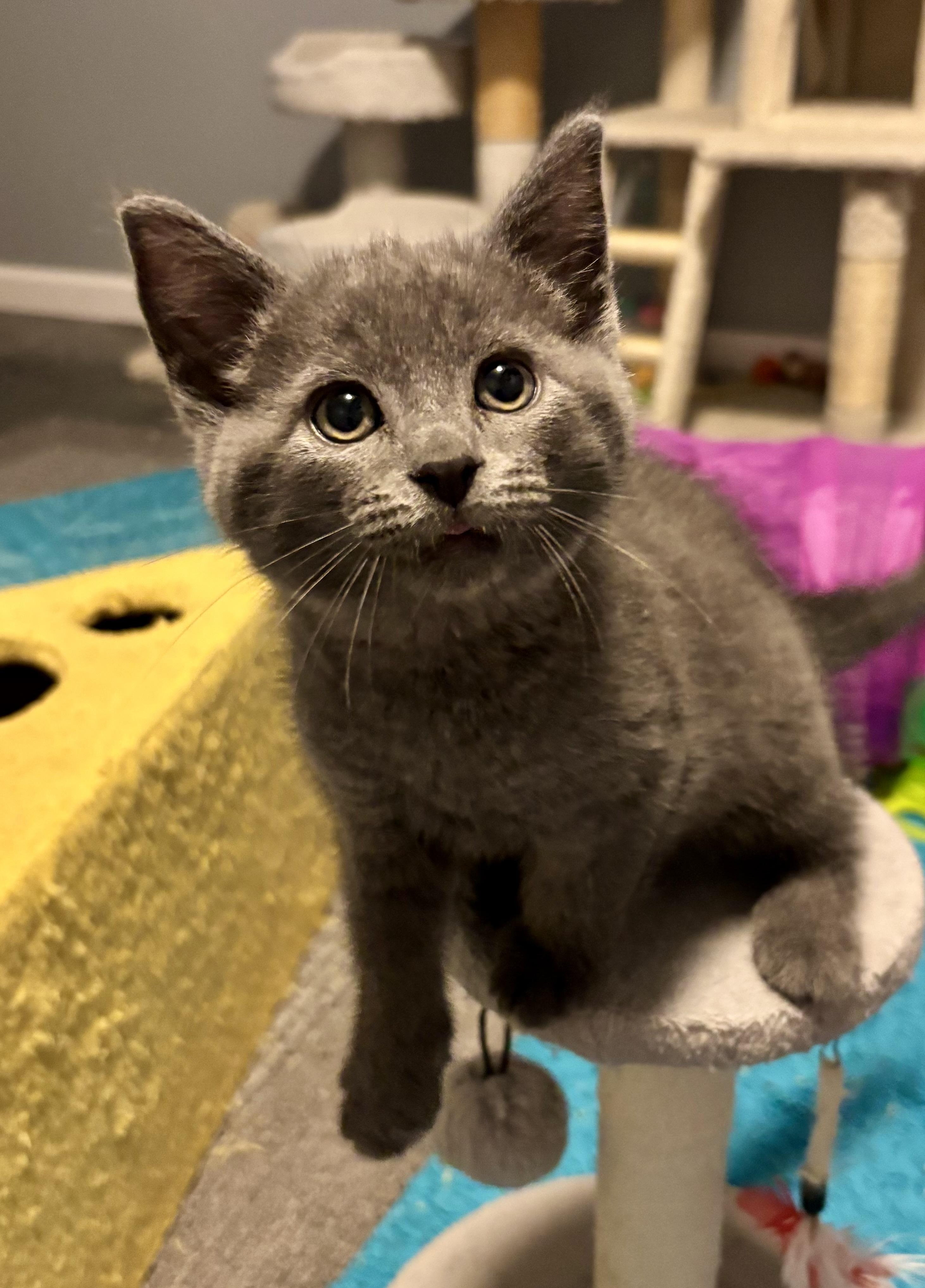 Enlarge Macaroni, a Adopted mixed breed in Brookville, OH image 3/6