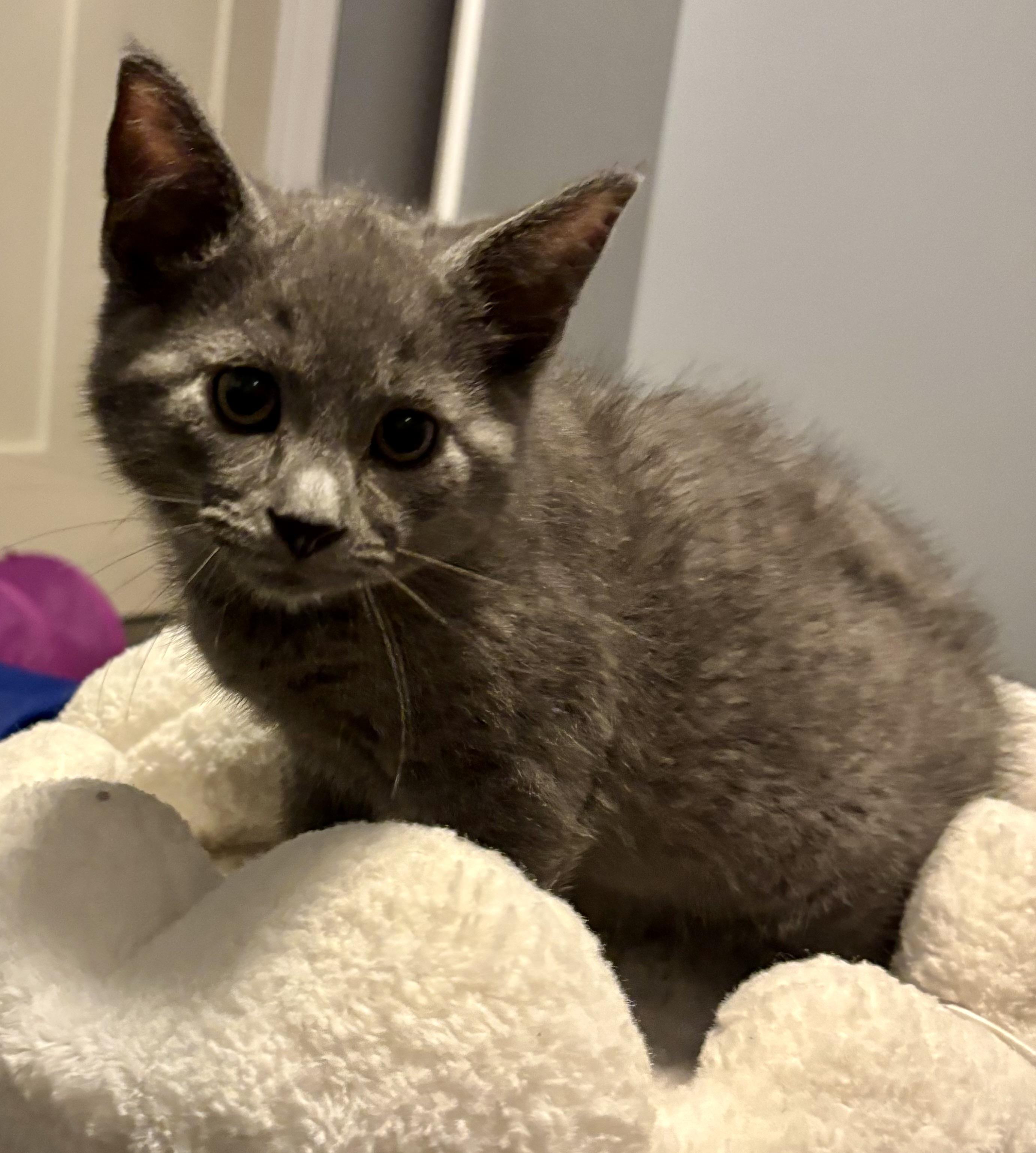 Enlarge Macaroni, a Adopted mixed breed in Brookville, OH image 4/6