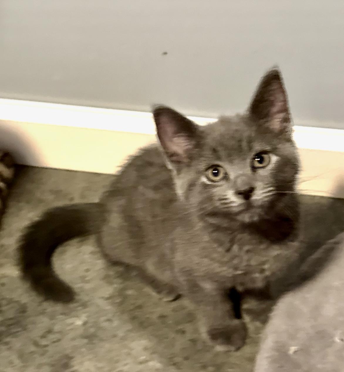 Enlarge Macaroni, a Adopted mixed breed in Brookville, OH image 5/6